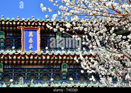 Photographed in Jingshan Park in Beijing on March 14, 2019, sunny weather, a school of spring colors. The mountain peach blossoms in full bloom on the Wanchun Pavilion. Stock Photo