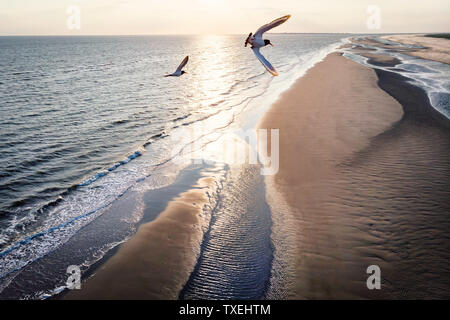 Drones View over the sandy beach with flying seabirds in front of camera. Stock Photo