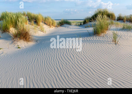 Great wavy sand surfaces in the dunes framed by green grasses. Stock Photo