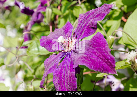 Blooming purple clematis in the garden on a background of green leaves. Beautiful purple flower of clematis Stock Photo