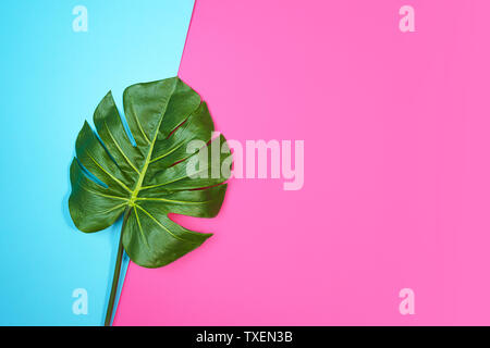 Tropical leaves Monstera isolated, Swiss Cheese Plant, on pink blue background. Stock Photo