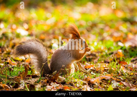 Squirrel in autumn park forest. Squirrel with nuts in autumn forest park scene. Autumn squirrel portrait. Squirrel in autumn park view Stock Photo