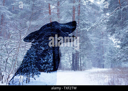 Download A Wolf in Silhouette howling at a full moon suitable for ...