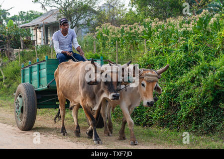 Tobacco farmer with a pair of oxen pulling an old cart in the rural countryside of San Juan y Martinez, Pinar del Rio Province, Cuba Stock Photo