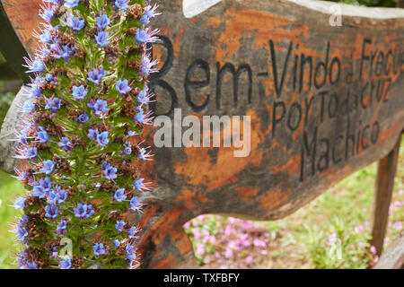 Pride of Madeira flower spike in close-up near the trout farm in Funchal, Madeira, Portugal, European Union Stock Photo