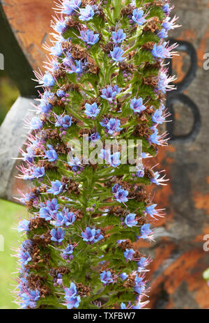 Pride of Madeira flower spike in close-up near the trout farm in Funchal, Madeira, Portugal, European Union Stock Photo