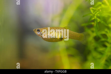 Female of guppy in aquarium. Selective focus. Stock Photo