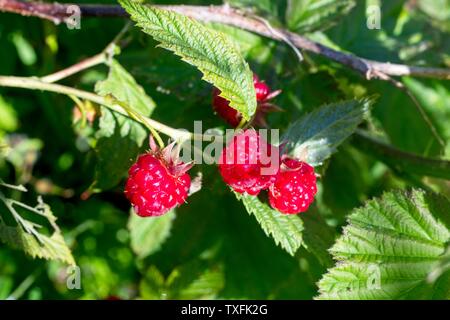 Ripe raspberry fruit growing on canes in an English garden, June, Uk Stock Photo