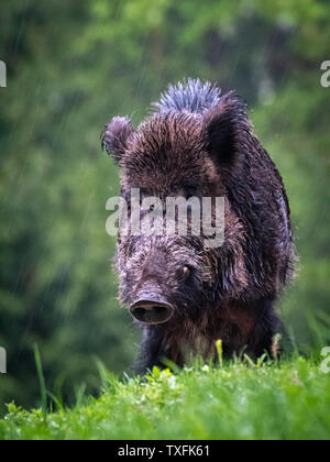 Close up of an isolated hairy wild bore in the forest during winter rain- Romania Stock Photo