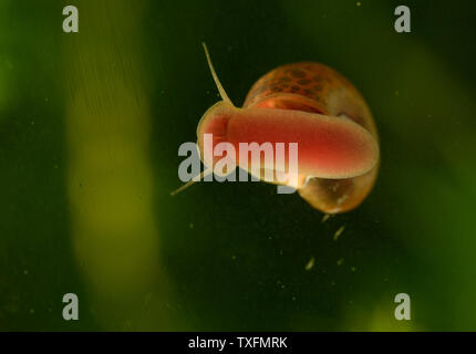 Snail on a glass surface in aquarium. Selective focus. Stock Photo