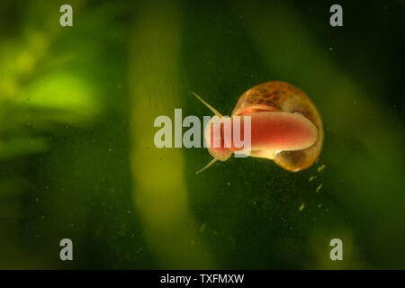 Snail on a glass surface in aquarium. Selective focus. Stock Photo