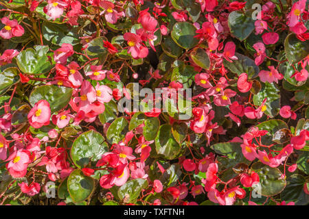 Shenyang Zhaoling autumn sunny day under four seasons Begonia flower close-up Stock Photo