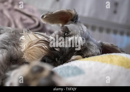Miniature schnauzer sleeping and resting on top of the armchair Stock Photo
