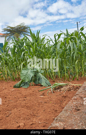 Red earth and sweetcorn on a smallholding in Santana, Madeira, Portugal, European Union Stock Photo