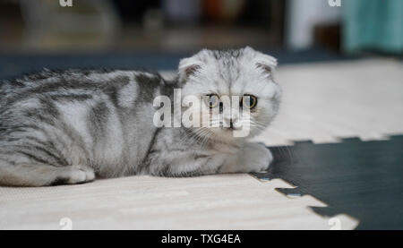 Fold-ear cat kitten cub Stock Photo