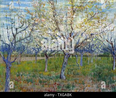 Vincent van Gogh Dutch school The Pink Orchard 1888 Oil on canvas (65 x 81 cm) Amsterdam, Van Gogh Museum Stock Photo