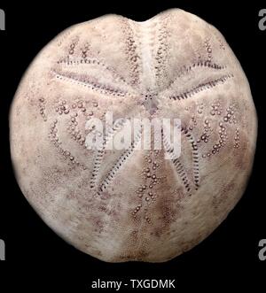 Spatangus purpureus, a genus of heart urchins in the Spatangidae family. British Waters. Dated 1776 Stock Photo