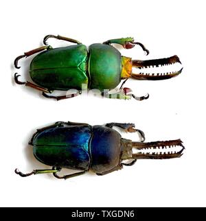 Lamprima adolphinae (Stag Beetle) in the Lucanidae family that can be found in New Guinea and Papua. Dated 1875 Stock Photo