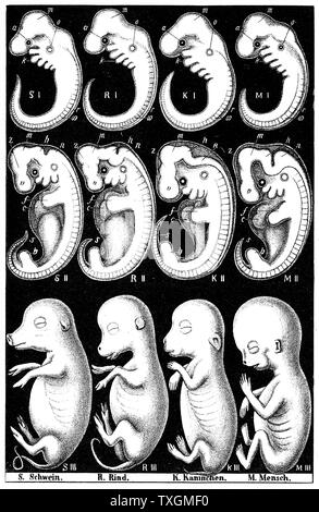 animal fetus development