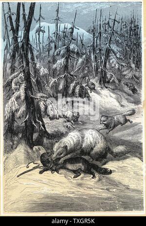 Fur Animals of the Arcitc:  Arctic Fox attacking trapped Sable while, in the background, the trapper rushes to scare off the foxes in the hope of saving a valuable pelt.  1874 Chromoxylograph from G Hartwig 'The Polar World' London Stock Photo