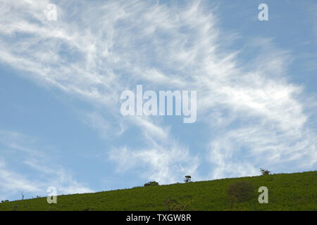 Cirrus clouds over hilltop, Heddon Valley, Devon. Stock Photo