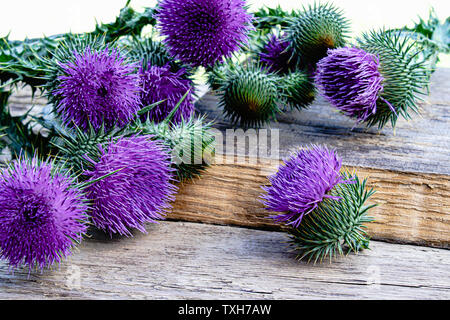 Medicinal plant thistle on wooden background. Thistle flowers. Close-up Stock Photo