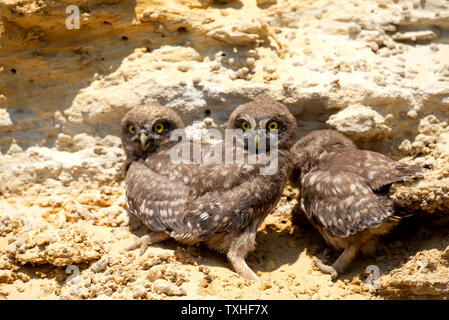 Three chicks of little owl near nest on ground. Stock Photo