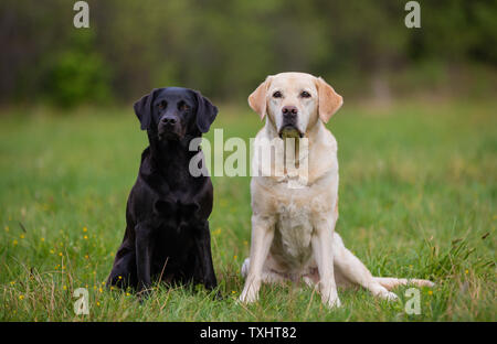 Two Labrador Retriever dogs, black and yellow Stock Photo