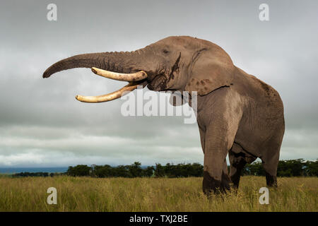 African elephant (Loxodonta africana) bull close by, standing on savanna, lifting trunk, Amboseli national park, Kenya. Stock Photo