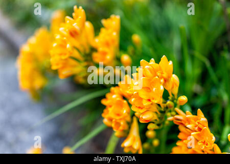 Kyoto, Japan residential area with closeup of yellow freesia flowers in garden and bokeh background Stock Photo