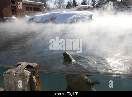 A sea lion at Lincoln Park Zoo swims in a heated pool as steam rises up into the frigid air on January 15, 2009 in Chicago. O'Hare International Airport recorded a temperature of 11 below zero Thursday morning, the lowest temperature recorded in Chicago in more than a decade. (UPI Photo/Brian Kersey) Stock Photo