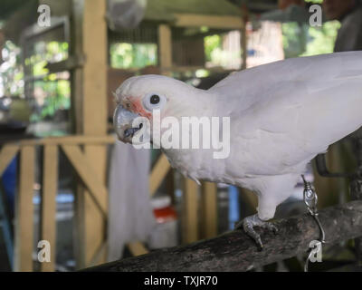 parrots,white parrots in farm. white macaw parrot in nature, Parrot that is a pet. Stock Photo