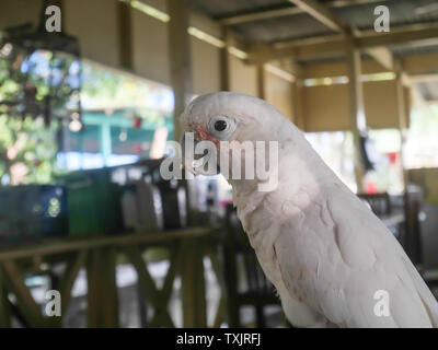 parrots,white parrots in farm. white macaw parrot in nature, Parrot that is a pet. Stock Photo