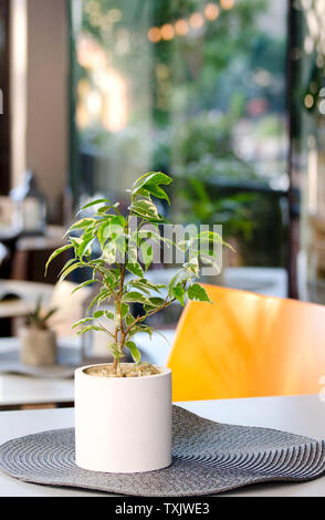 Flower Pot with Ficus Benjamina Houseplant standing in the table of summer terrace in a city cafe. Stock Photo