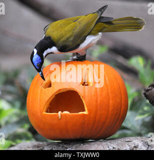 A blue-faced honeyeater enjoys a Halloween treat filled with tasty waxworms at Brookfield Zoo in Brookfield, Illinois on October 27, 2013.    UPI/Jim Schulz/Chicago Zoological Society Stock Photo