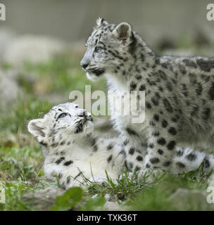 Two four-month-old female snow leopard cubs play in public for the first time at at Brookfield Zoo on October 7, 2015 in Brookfield, Illinois. The two cubs were born to 4-year-old mother Sarani and 5-year-old father Sabu on June 16, 2015 at the suburban Chicago zoo as part of a pairing based on a recommendation from the Association of Zoos and Aquariums' Snow Leopard Species Survival Plan to help increase a genetically diverse and geographically stable population of this endangered species.    Photo by Brian Kersey/UPI Stock Photo