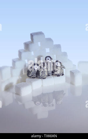 Creative filming cubes and penguins Stock Photo