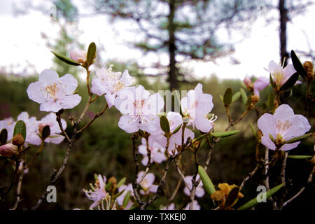 May rhododendron (white rhododendron) in Alshan, Inner Mongolia Stock Photo