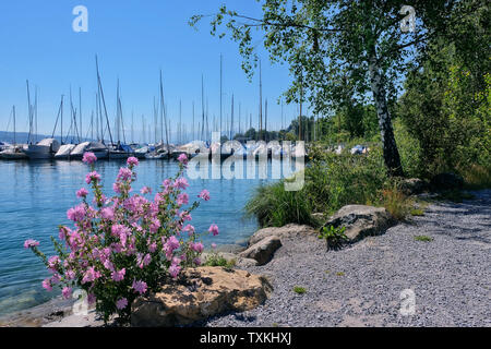 Pink blossoms on the shores of Lake Zurich and moored sailing boats in the port of Wollishofen, Zurich. Stock Photo