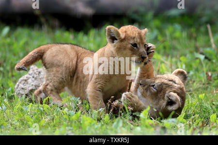 Two of three six-week-old lion cubs explore their enclosure as they make their debut at Port Lympne Wild Animal Park near Ashford, Kent. Stock Photo