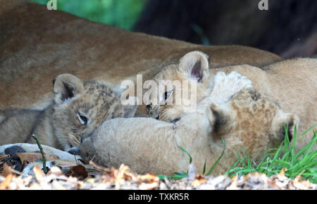 Three six-week-old lion cubs make their debut at Port Lympne Wild Animal Park near Ashford, Kent. Stock Photo