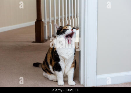 Funny expression on face of female calico cat sitting on carpet in home room inside house yawning with open mouth Stock Photo