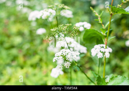 white blossoms of ground elder plant close up on green meadow in summer day with blurred background Stock Photo