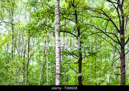 natural background - green forest with birch and oak trees in summer day (focus of the birch trunk) Stock Photo