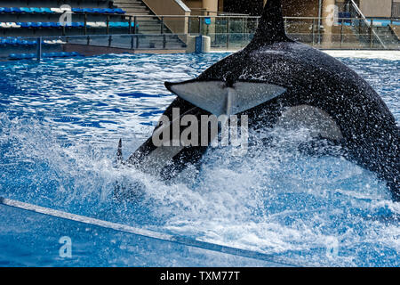 Haichang Ocean Park orca performance in Shanghai Stock Photo