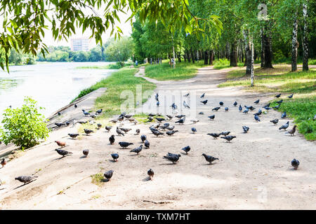 many pigeons on path along small river in city park in sunny summer day Stock Photo