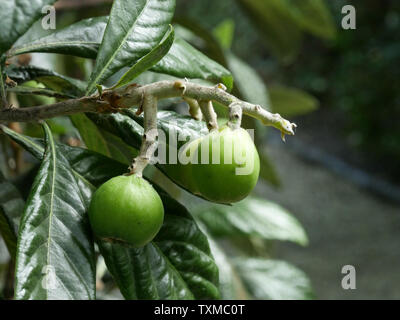 Common fig-Ficus carica  growing on a branch Stock Photo
