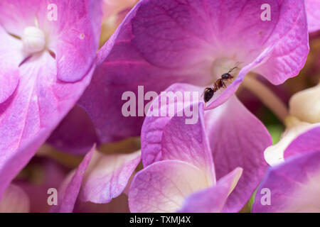 Single ant climbing on pink hydrangea flowers Stock Photo
