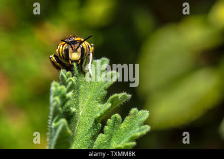 Bumblebee on a Pelargonium leaf, close up Stock Photo