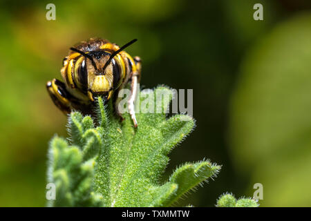 Bumblebee (Bombus) on a Pelargonium leaf, head looking straight to camera Stock Photo